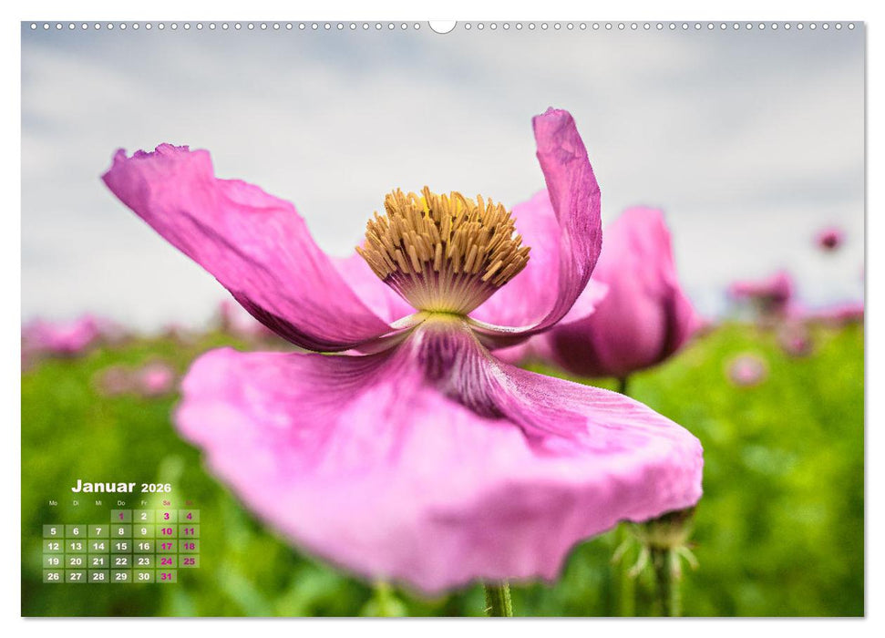ZAUBERHAFTE MOHNBLÜTEN IN SCHARLACHROT UND PINK (CALVENDO Premium Wandkalender 2026)
