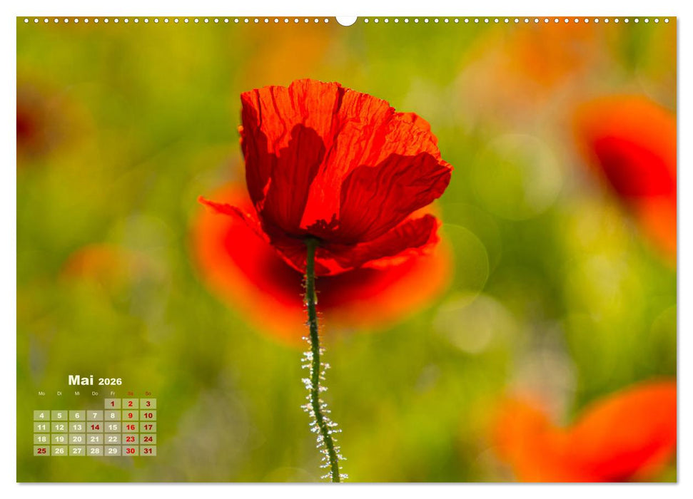 ZAUBERHAFTE MOHNBLÜTEN IN SCHARLACHROT UND PINK (CALVENDO Premium Wandkalender 2026)