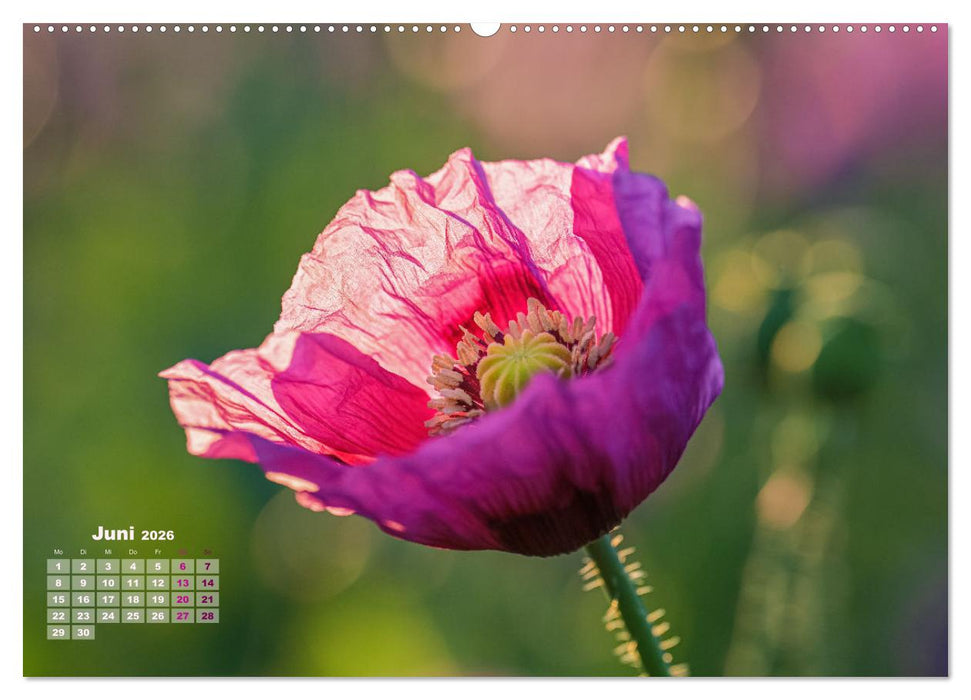 ZAUBERHAFTE MOHNBLÜTEN IN SCHARLACHROT UND PINK (CALVENDO Premium Wandkalender 2026)