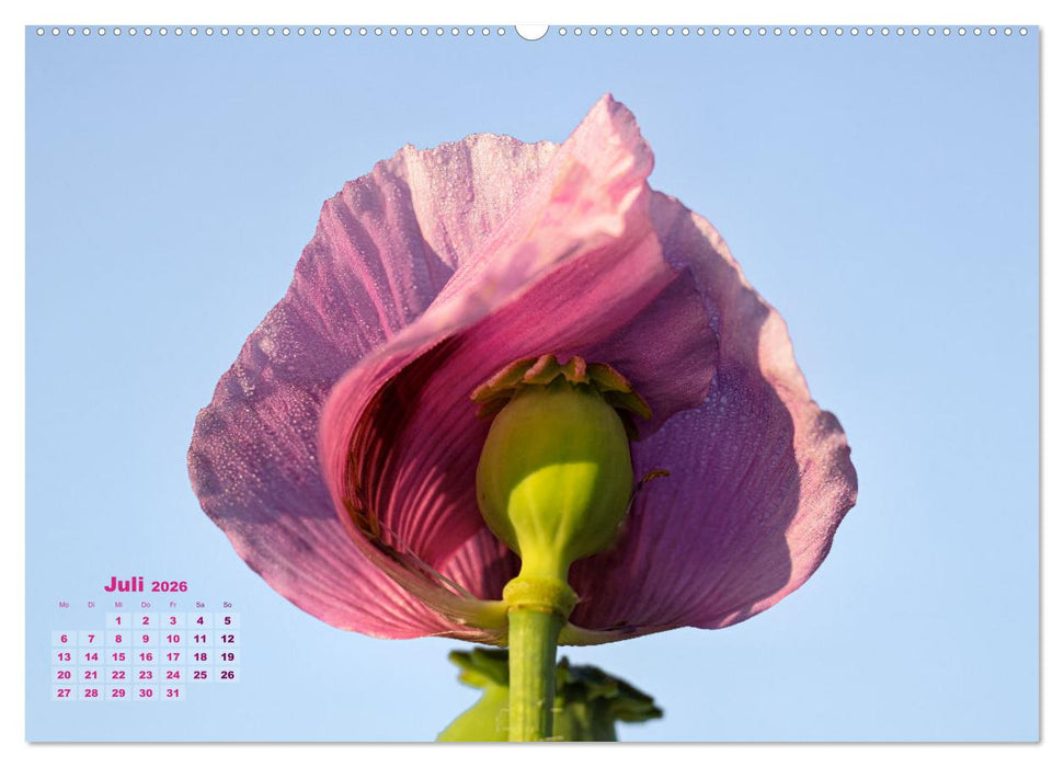 ZAUBERHAFTE MOHNBLÜTEN IN SCHARLACHROT UND PINK (CALVENDO Premium Wandkalender 2026)