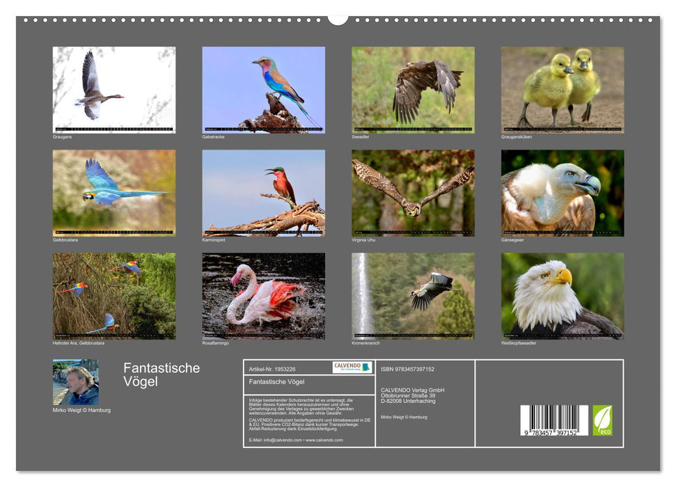 Fantastische Vögel (CALVENDO Premium Wandkalender 2026)