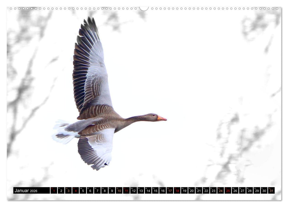 Fantastische Vögel (CALVENDO Premium Wandkalender 2026)