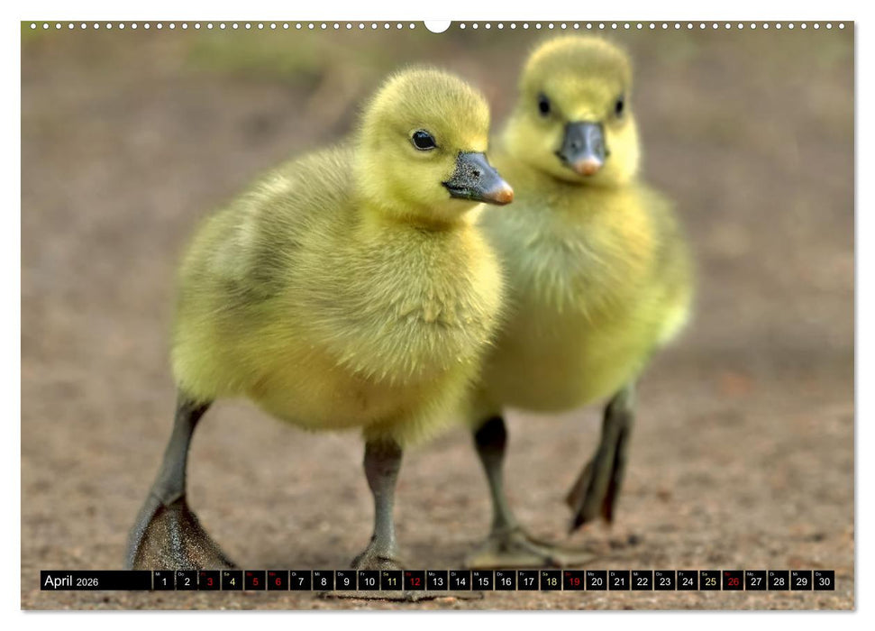 Fantastische Vögel (CALVENDO Premium Wandkalender 2026)