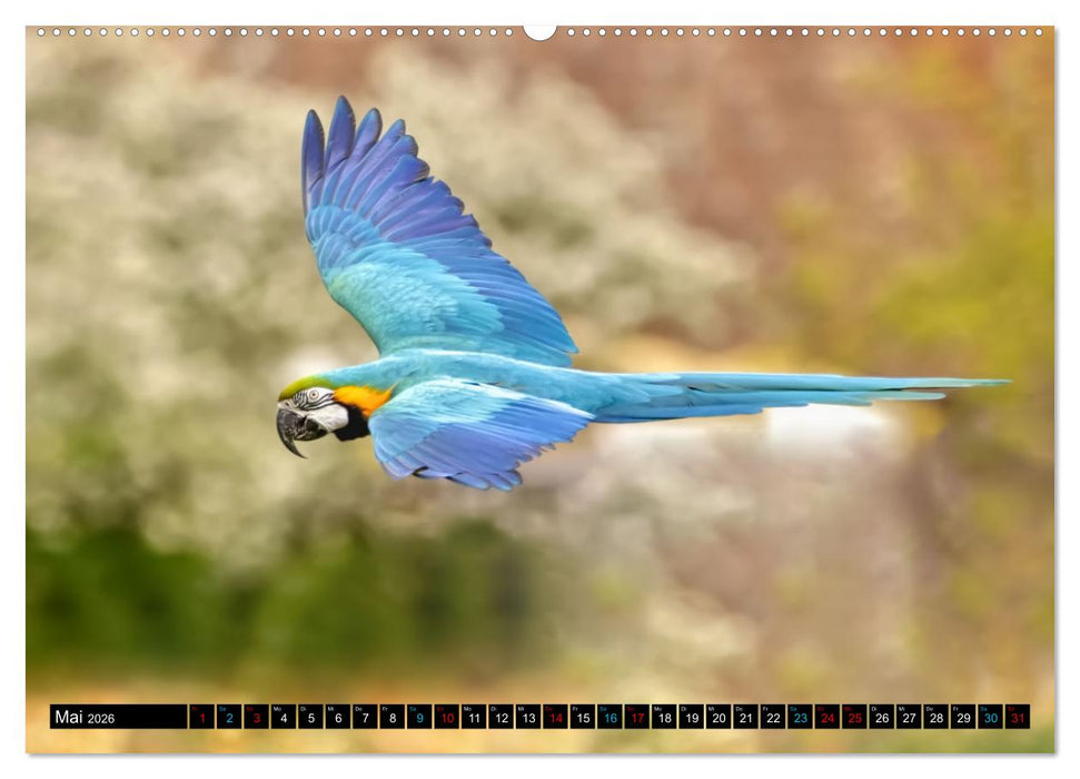Fantastische Vögel (CALVENDO Premium Wandkalender 2026)