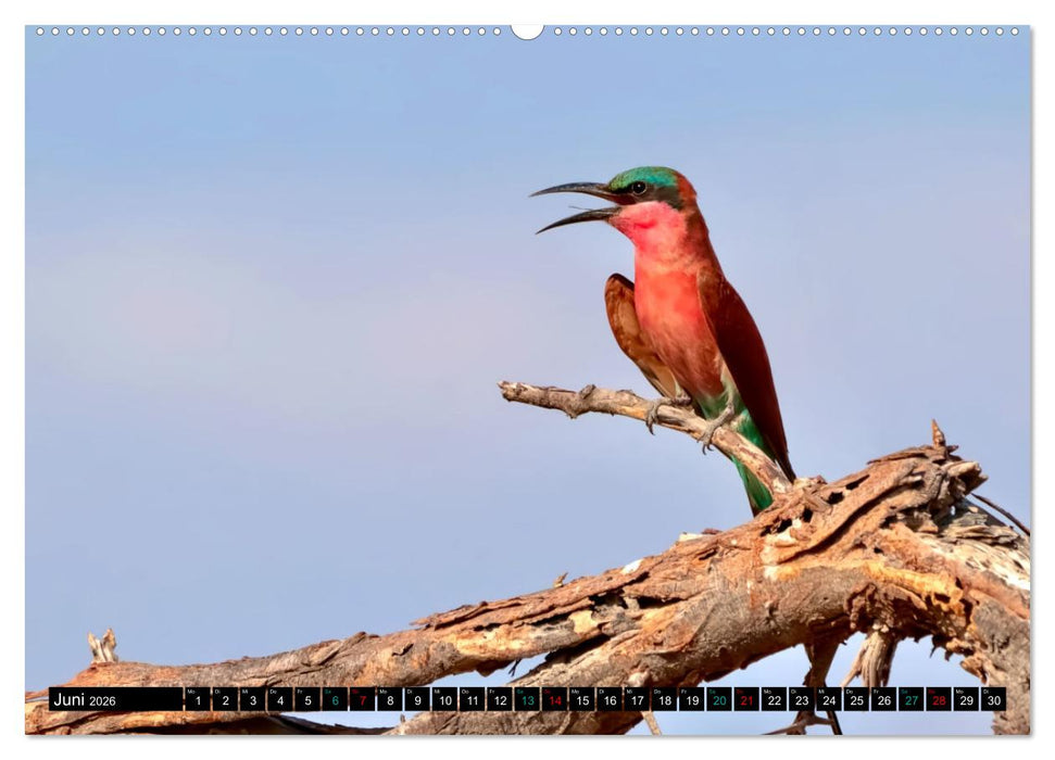 Fantastische Vögel (CALVENDO Premium Wandkalender 2026)