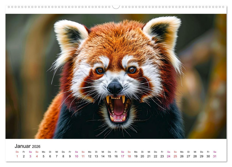 Der Rote Panda (CALVENDO Premium Wandkalender 2026)