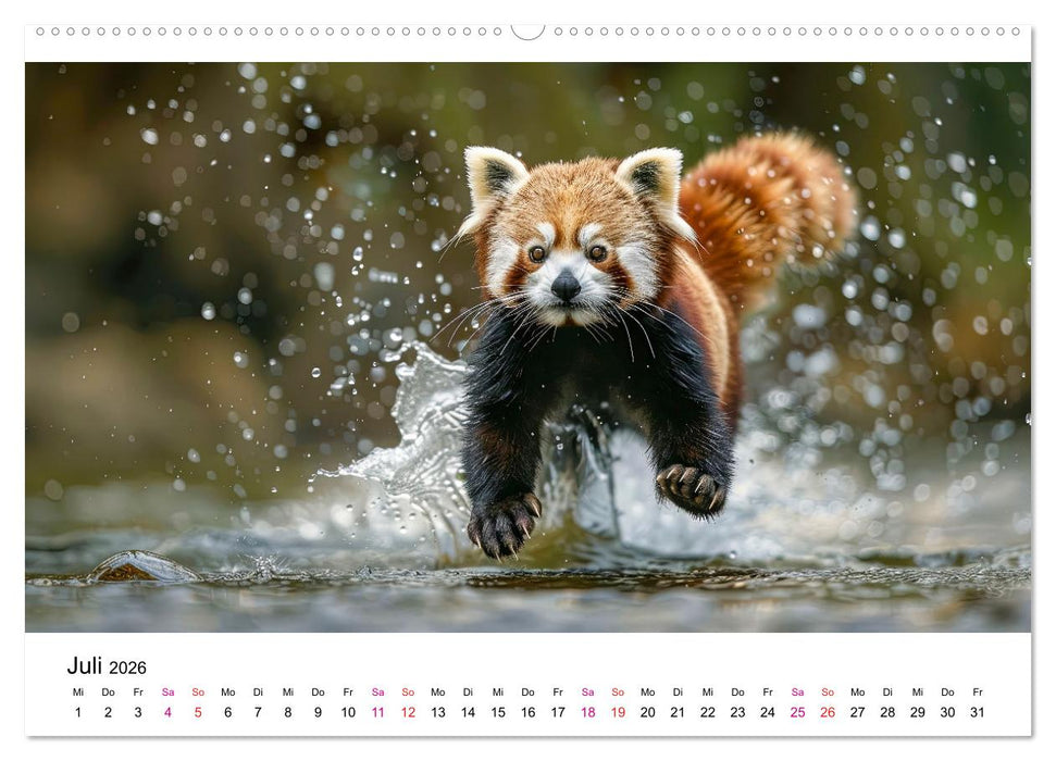 Der Rote Panda (CALVENDO Premium Wandkalender 2026)
