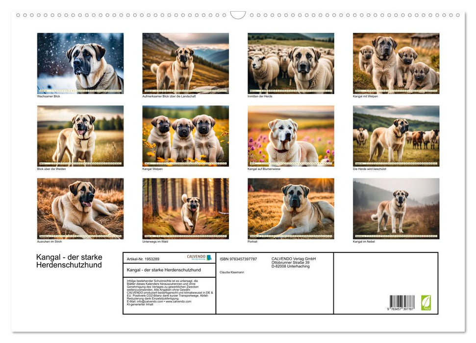 Kangal - der starke Herdenschutzhund (CALVENDO Wandkalender 2026)