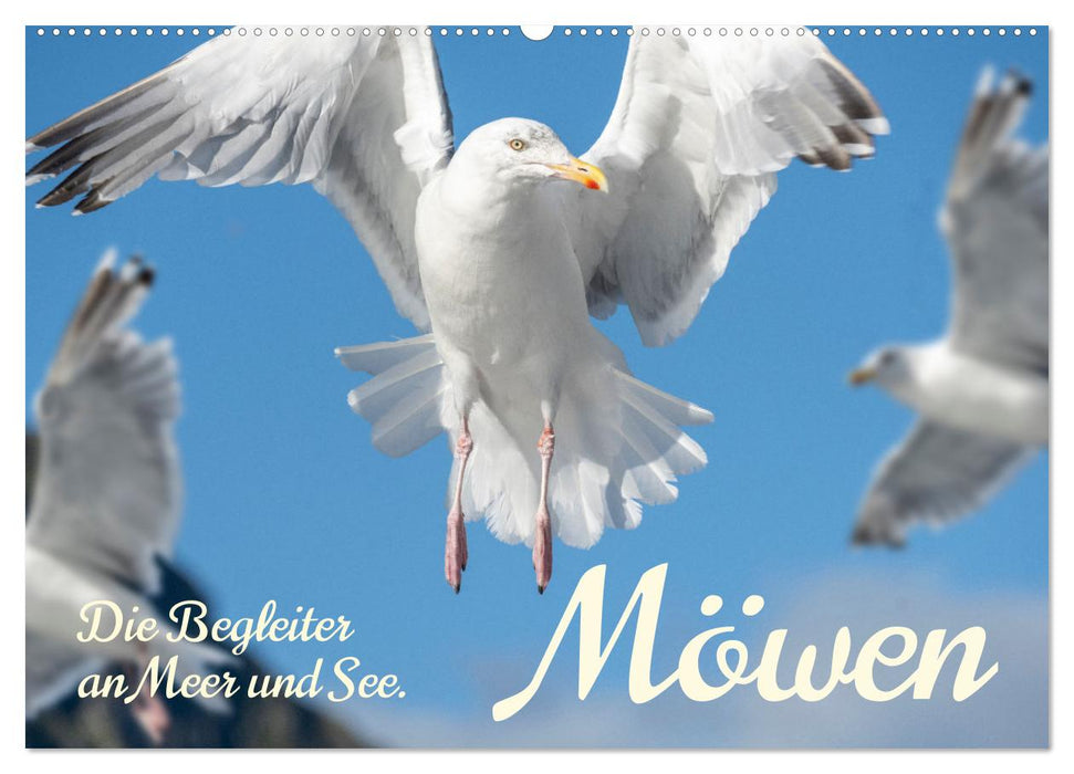 Möwen die Begleiter an Meer und See (CALVENDO Wandkalender 2026)