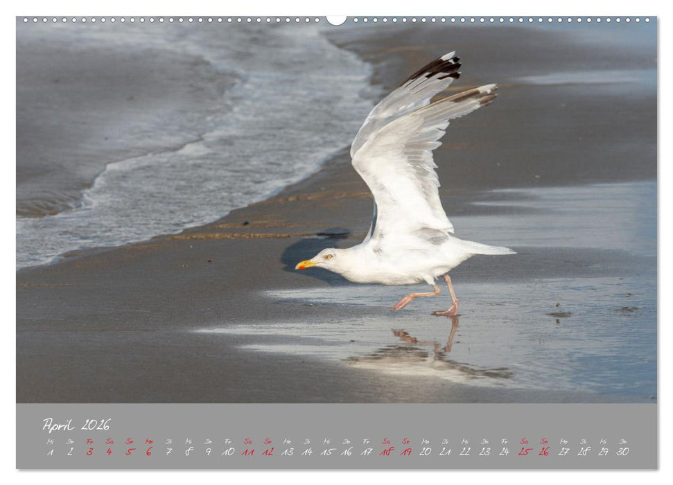 Möwen die Begleiter an Meer und See (CALVENDO Wandkalender 2026)