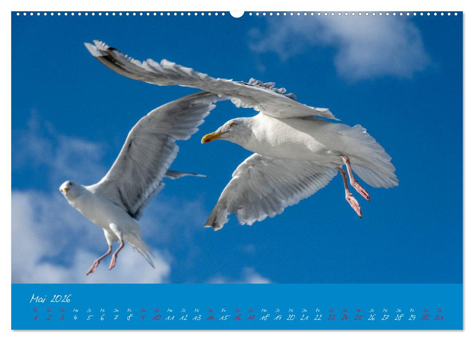 Möwen die Begleiter an Meer und See (CALVENDO Wandkalender 2026)