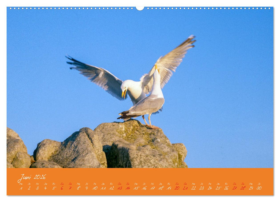 Möwen die Begleiter an Meer und See (CALVENDO Premium Wandkalender 2026)