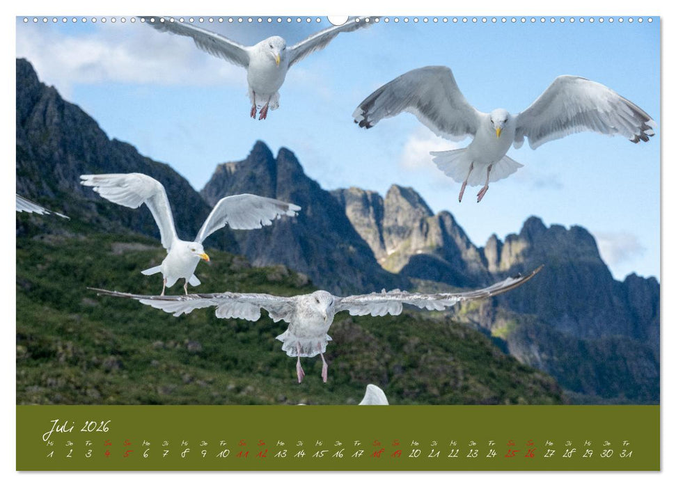 Möwen die Begleiter an Meer und See (CALVENDO Premium Wandkalender 2026)