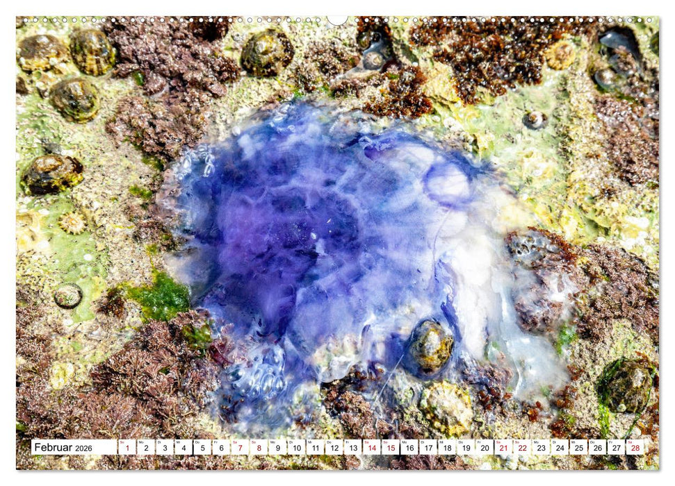 Normandie Die Farben der Ebbe (CALVENDO Wandkalender 2026)