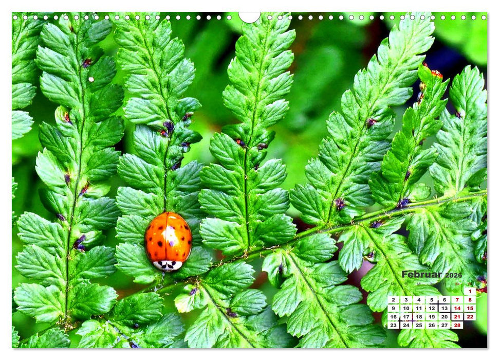 Viel Glück! (CALVENDO Wandkalender 2026)