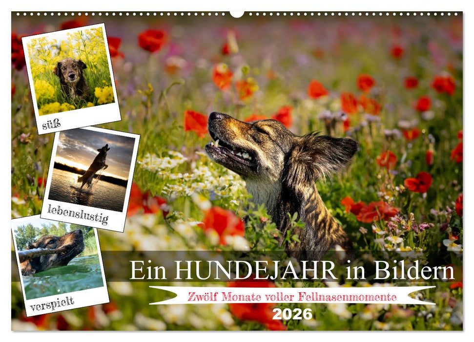 Ein Hundejahr in Bildern (CALVENDO Wandkalender 2026)