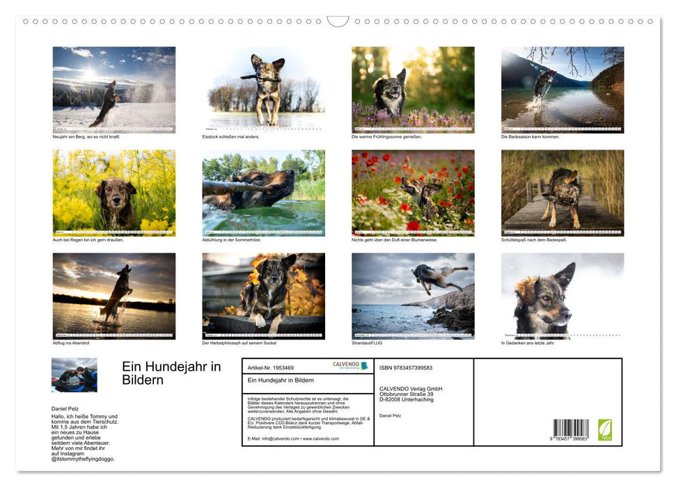 Ein Hundejahr in Bildern (CALVENDO Wandkalender 2026)