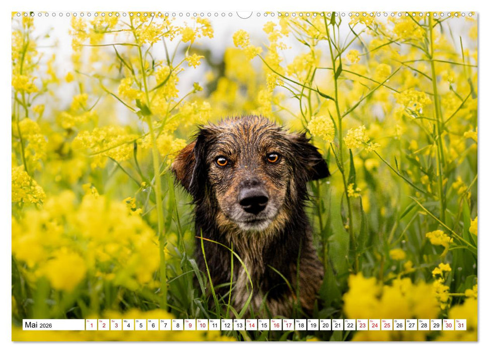 Ein Hundejahr in Bildern (CALVENDO Wandkalender 2026)