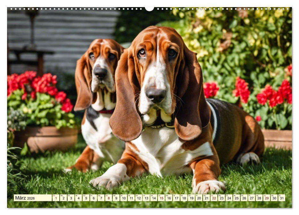 Basset Hound - unverkennbar (CALVENDO Wandkalender 2026)