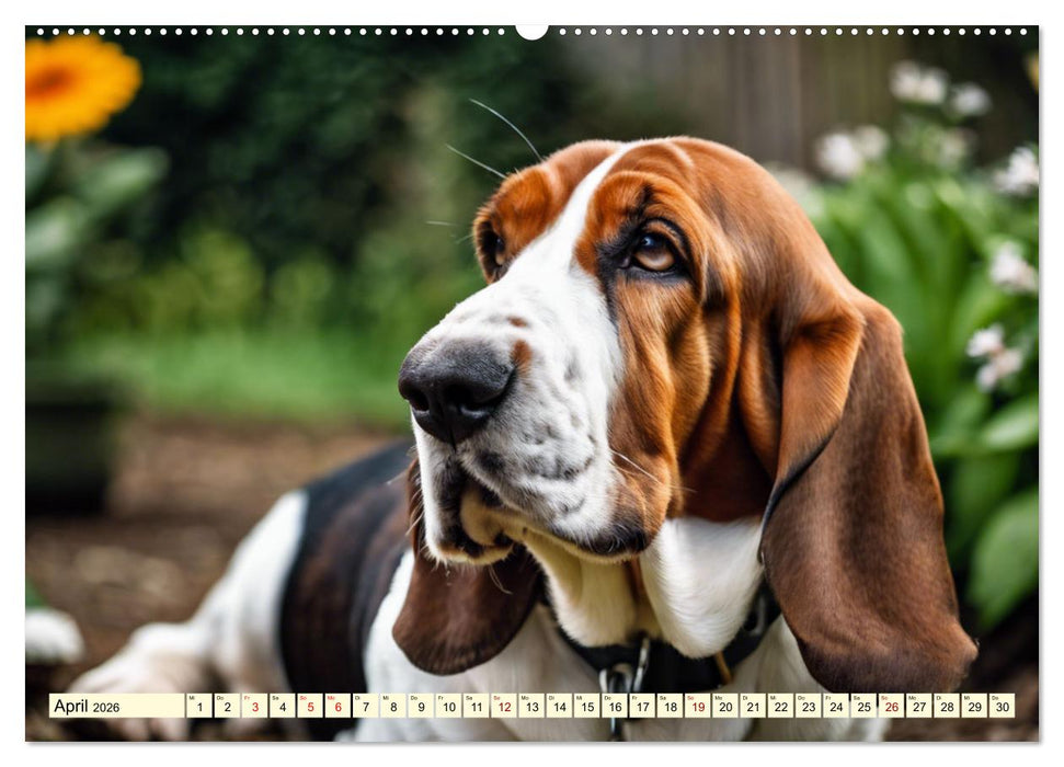 Basset Hound - unverkennbar (CALVENDO Wandkalender 2026)
