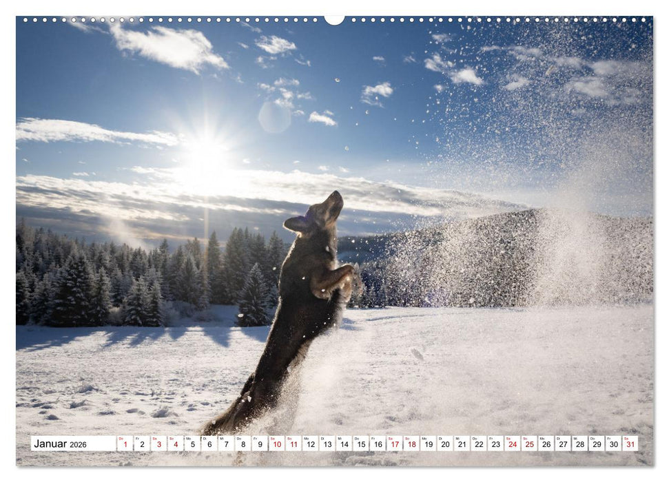 Ein Hundejahr in Bildern (CALVENDO Premium Wandkalender 2026)