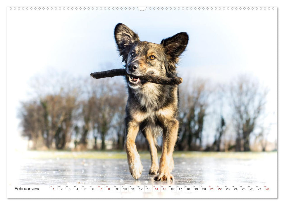 Ein Hundejahr in Bildern (CALVENDO Premium Wandkalender 2026)