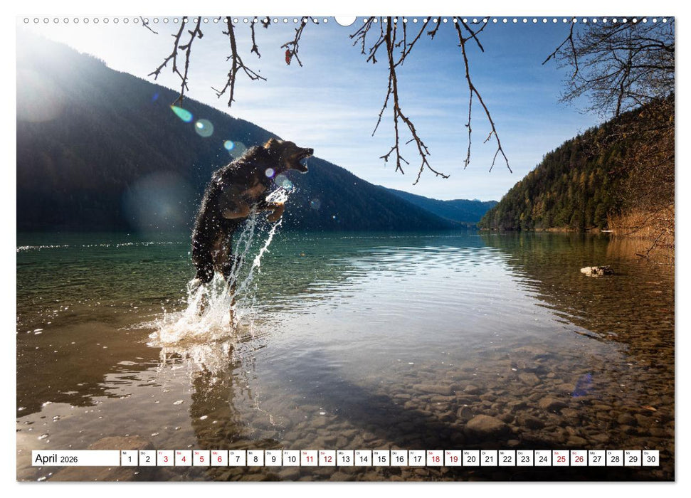 Ein Hundejahr in Bildern (CALVENDO Premium Wandkalender 2026)