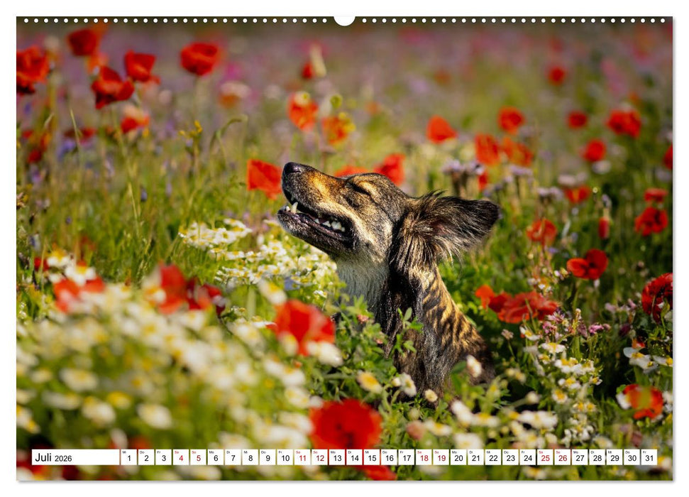 Ein Hundejahr in Bildern (CALVENDO Premium Wandkalender 2026)