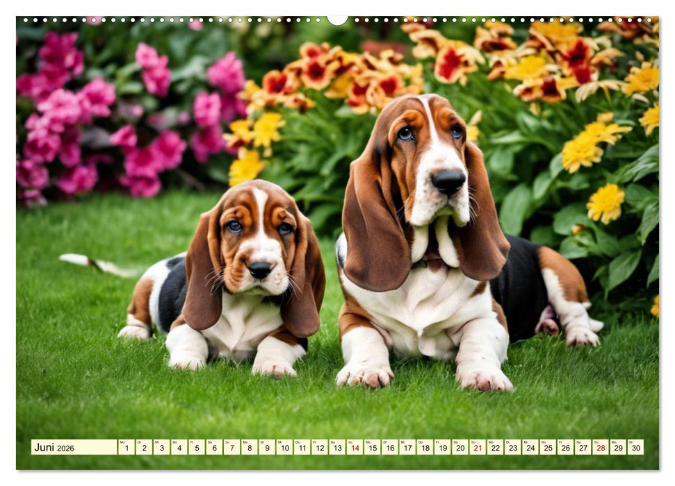 Basset Hound - unverkennbar (CALVENDO Premium Wandkalender 2026)