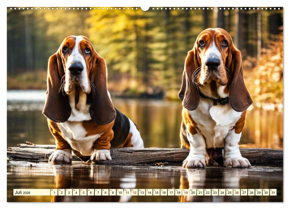Basset Hound - unverkennbar (CALVENDO Premium Wandkalender 2026)