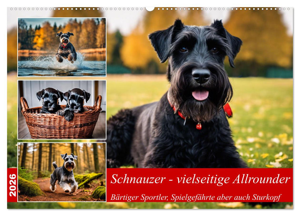 Schnauzer - vielseitige Allrounder (CALVENDO Wandkalender 2026)