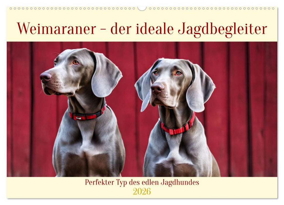 Weimaraner - der ideale Jagdbegleiter (CALVENDO Wandkalender 2026)