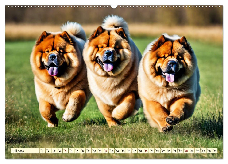 Chow Chow - der Löwenkopfhund (CALVENDO Premium Wandkalender 2026)