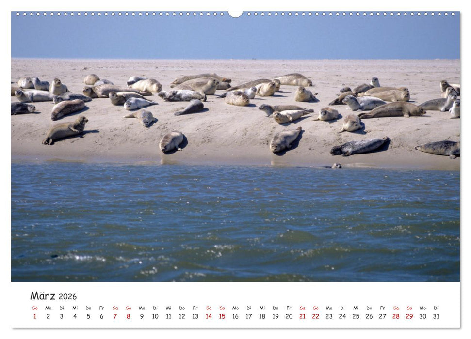 Nordsee, Meer, Strand und Wind (CALVENDO Wandkalender 2026)