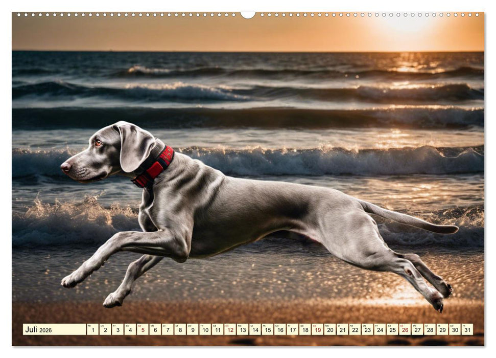 Weimaraner - der ideale Jagdbegleiter (CALVENDO Premium Wandkalender 2026)
