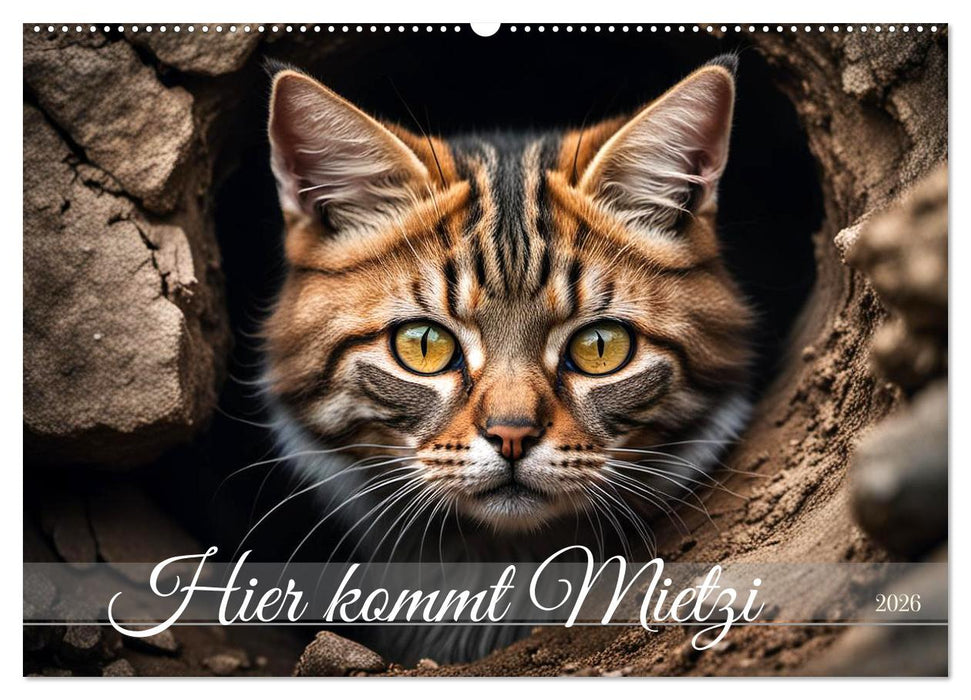 Hier kommt Mietzi (CALVENDO Wandkalender 2026)