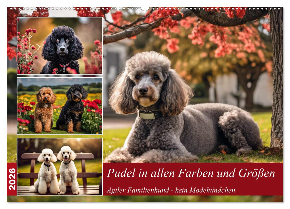 Pudel in allen Farben und Größen (CALVENDO Wandkalender 2026)