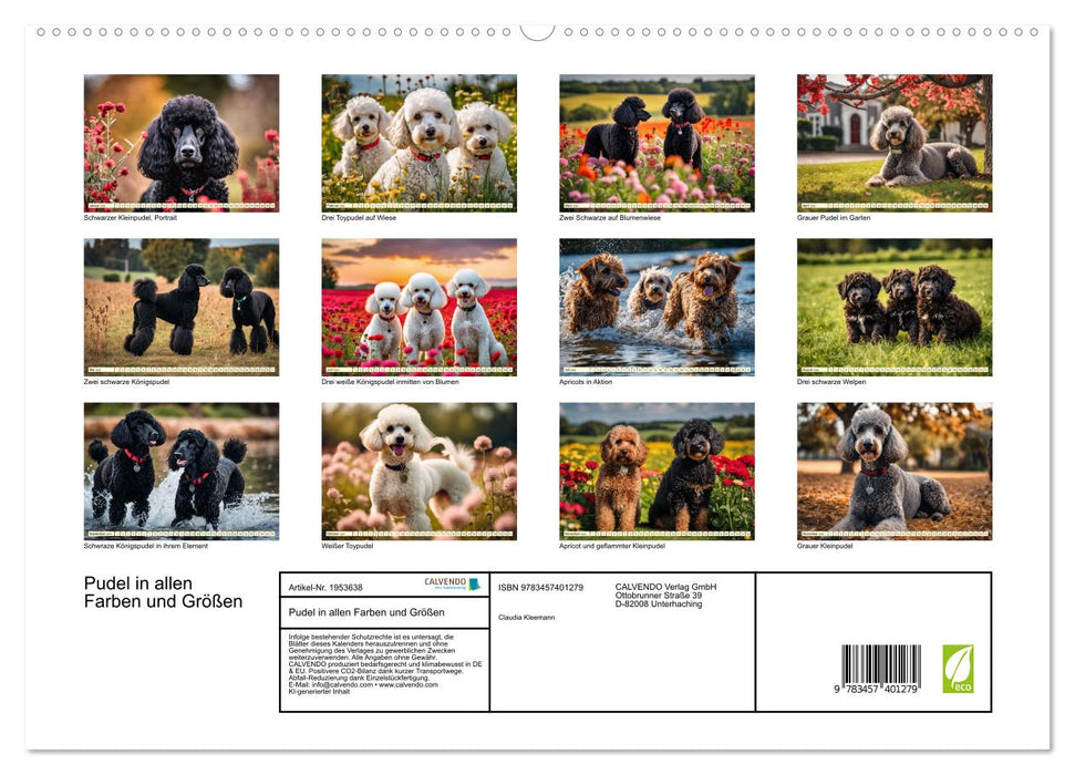Pudel in allen Farben und Größen (CALVENDO Premium Wandkalender 2026)