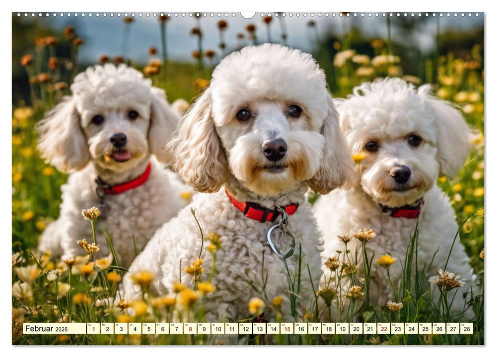 Pudel in allen Farben und Größen (CALVENDO Premium Wandkalender 2026)