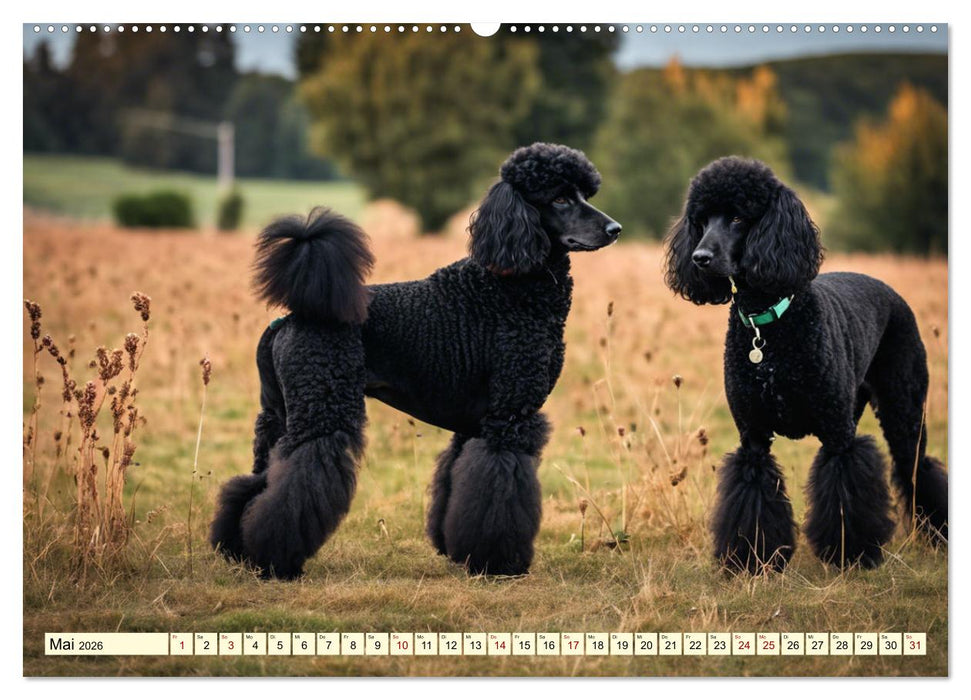 Pudel in allen Farben und Größen (CALVENDO Premium Wandkalender 2026)