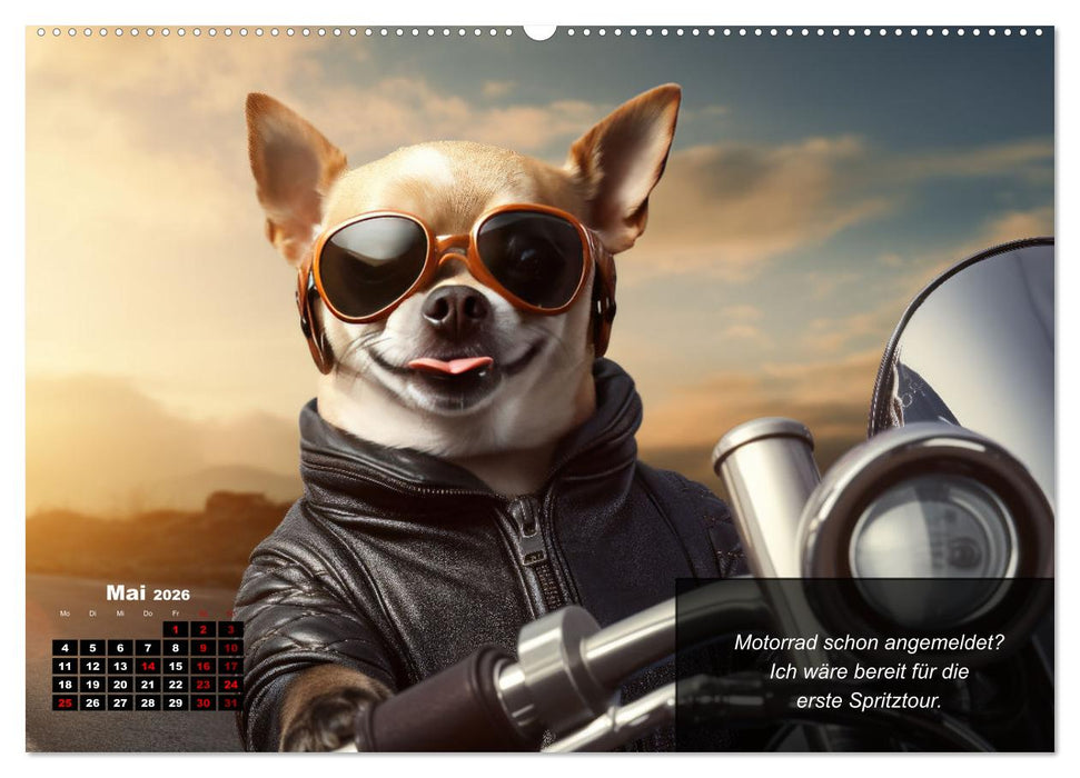 Lustige Chihuahua-Momente (CALVENDO Wandkalender 2026)