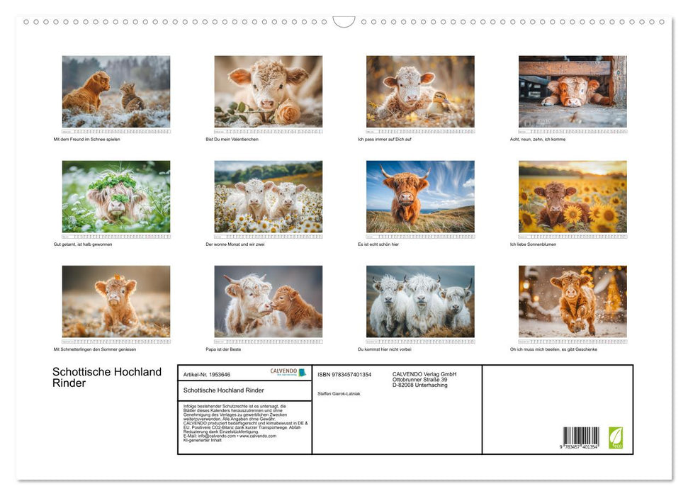 Schottische Hochland Rinder (CALVENDO Wandkalender 2026)