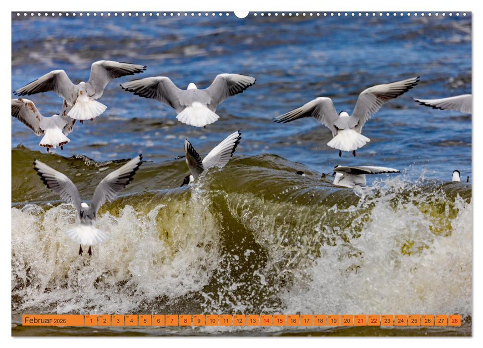 Mein Kaiserbad Heringsdorf (CALVENDO Wandkalender 2026)