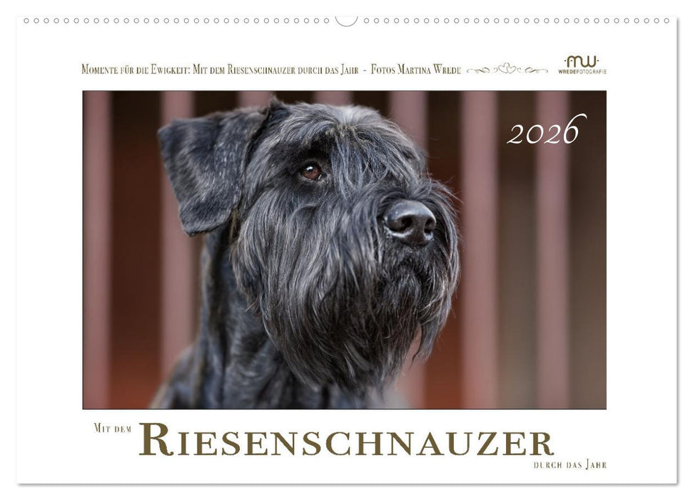 Mit dem Riesenschnauzer durch das Jahr (CALVENDO Wandkalender 2026)