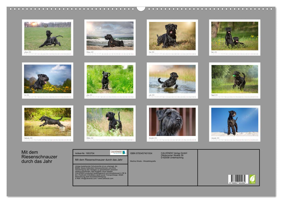 Mit dem Riesenschnauzer durch das Jahr (CALVENDO Wandkalender 2026)