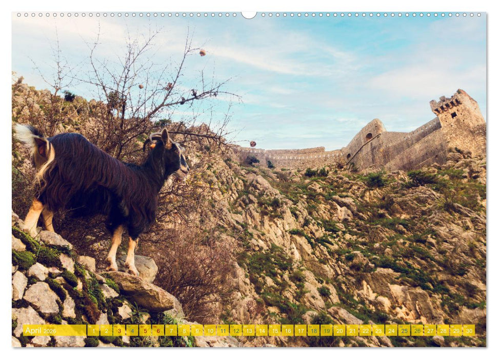Kotor - Juwel der Adria und UNESCO-Welterbe in Montenegro (CALVENDO Wandkalender 2026)