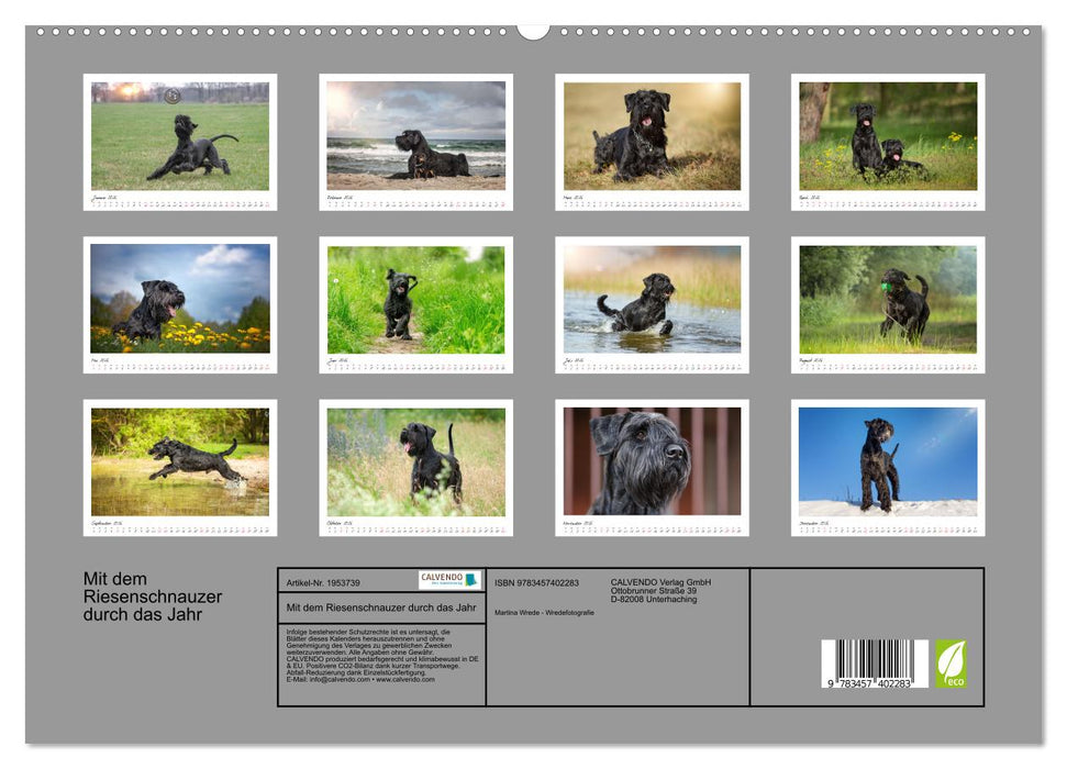 Mit dem Riesenschnauzer durch das Jahr (CALVENDO Premium Wandkalender 2026)