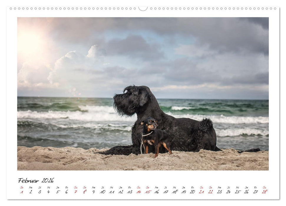 Mit dem Riesenschnauzer durch das Jahr (CALVENDO Premium Wandkalender 2026)