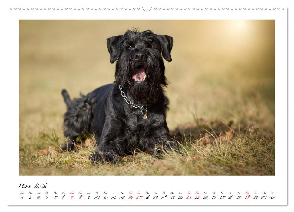 Mit dem Riesenschnauzer durch das Jahr (CALVENDO Premium Wandkalender 2026)