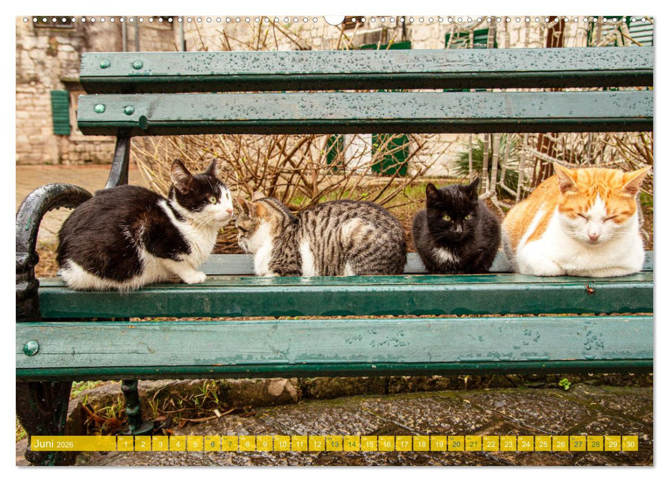 Kotor - Juwel der Adria und UNESCO-Welterbe in Montenegro (CALVENDO Premium Wandkalender 2026)